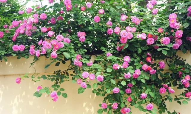 你的院子里有梦境般的花果藤架吗？